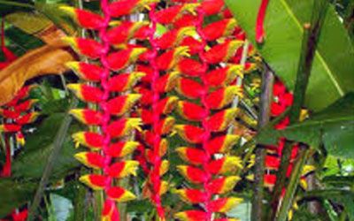 Vahiria Quad Tahiti - ATV Tours -  Flora