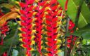 Vahiria Quad Tahiti - Faune & Flore
