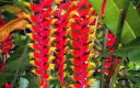 Vahiria Quad Tahiti - Faune & Flore
